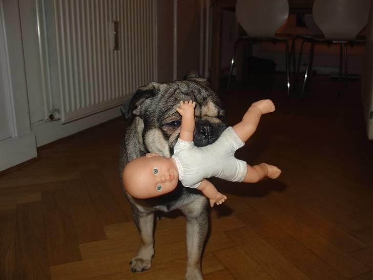 Blanding af racer baloo billede 5