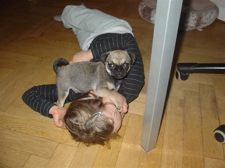 Blanding af racer baloo billede 6