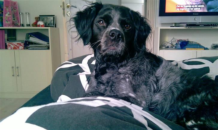 Breton Niko - Velkommen til Niko´s profil :) billede 1