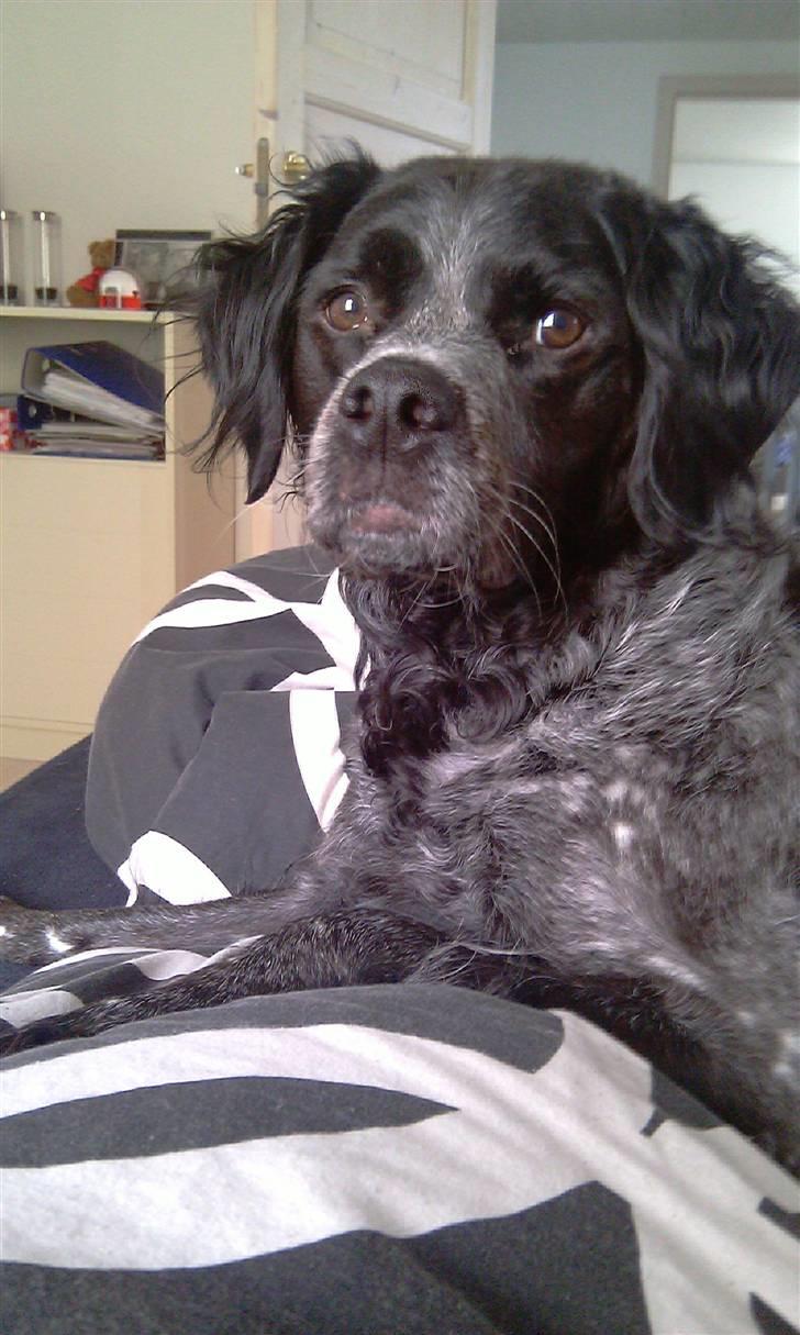 Breton Niko - Såååååå Søøøøøøøød han er :´D billede 3