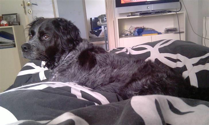 Breton Niko - "hmpf, gider du ikke lade være med at ta billeder?" billede 4