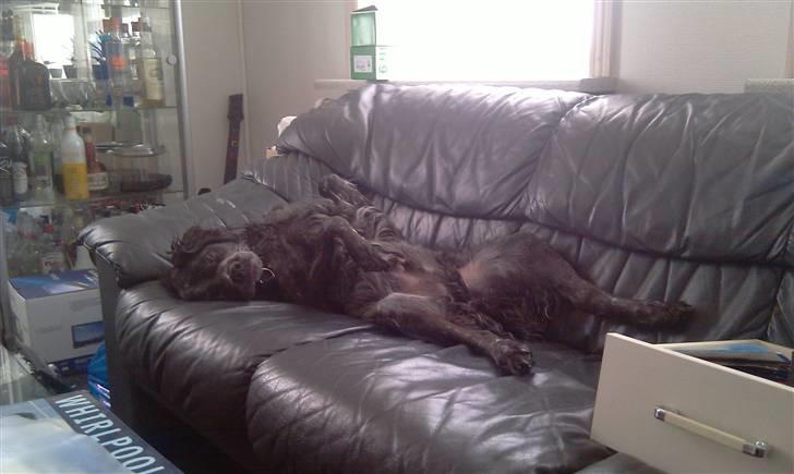 Breton Niko - Arhhh, afslapning på ryggen med hængemule :P billede 5