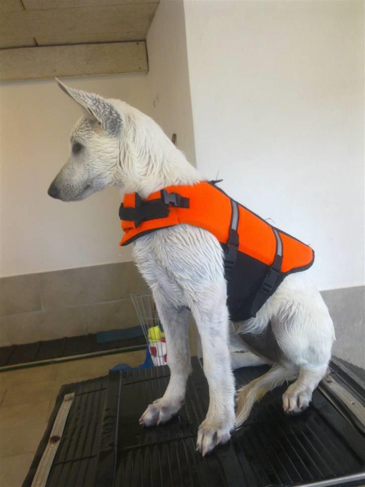 Hvid Schweizisk Hyrdehund BeDaBlanco's Brave Beyla - 3. september 10 - Første gang til svømning. billede 14