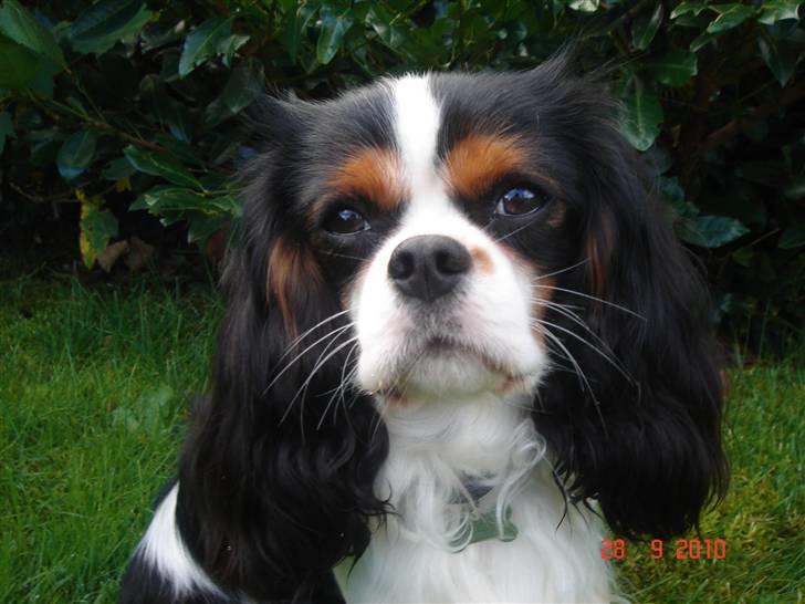 Cavalier king charles spaniel Rossi (himmelhund) billede 1