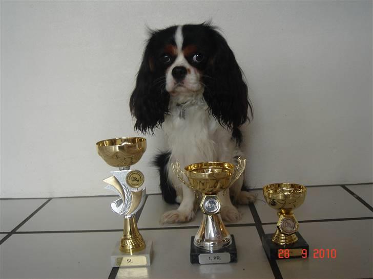 Cavalier king charles spaniel Rossi (himmelhund) billede 2