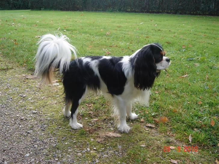 Cavalier king charles spaniel Rossi (himmelhund) billede 3