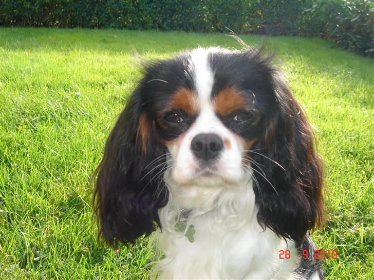 Cavalier king charles spaniel Rossi (himmelhund) billede 4