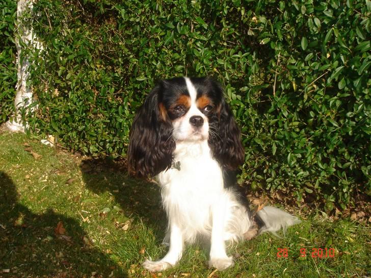 Cavalier king charles spaniel Rossi (himmelhund) - Billeder af hunde