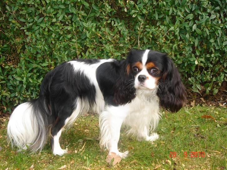 Cavalier king charles spaniel Rossi (himmelhund) billede 6