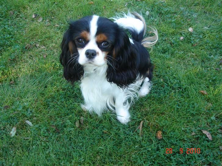 Cavalier king charles spaniel Rossi (himmelhund) billede 7