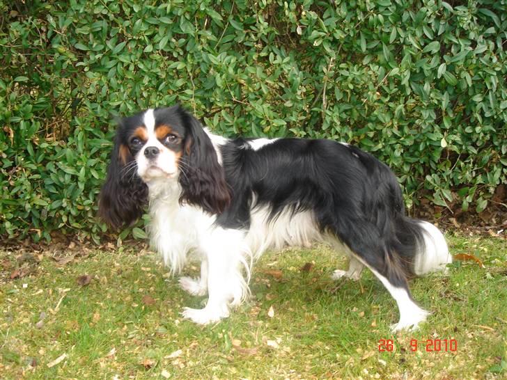 Cavalier king charles spaniel Rossi (himmelhund) billede 8