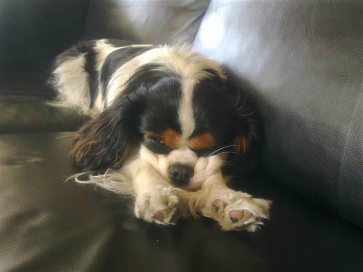 Cavalier king charles spaniel Rossi (himmelhund) billede 9