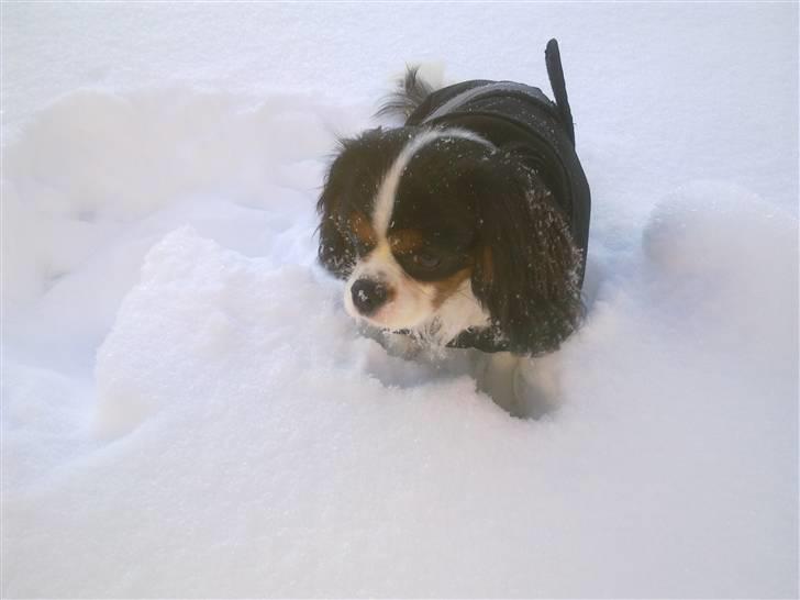 Cavalier king charles spaniel Rossi (himmelhund) billede 10