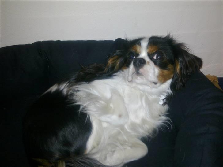 Cavalier king charles spaniel Rossi (himmelhund) billede 11