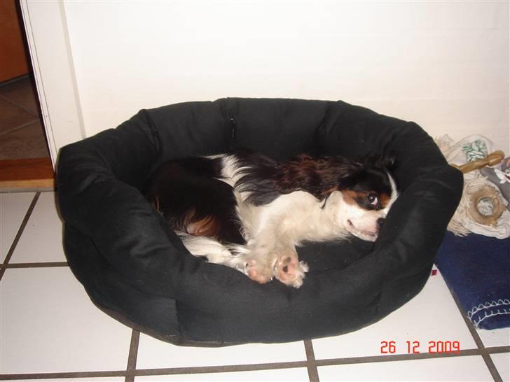 Cavalier king charles spaniel Rossi (himmelhund) billede 12