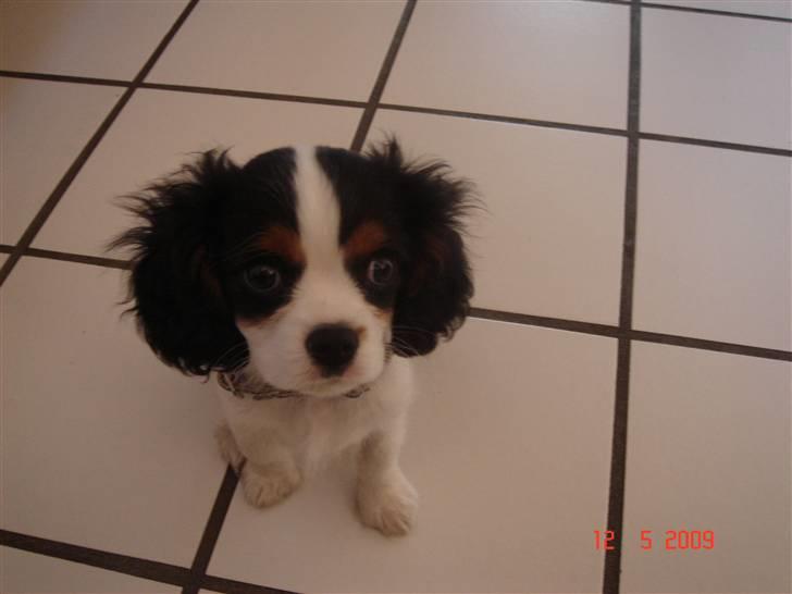 Cavalier king charles spaniel Rossi (himmelhund) - Rossi 3 måneder gammel billede 13
