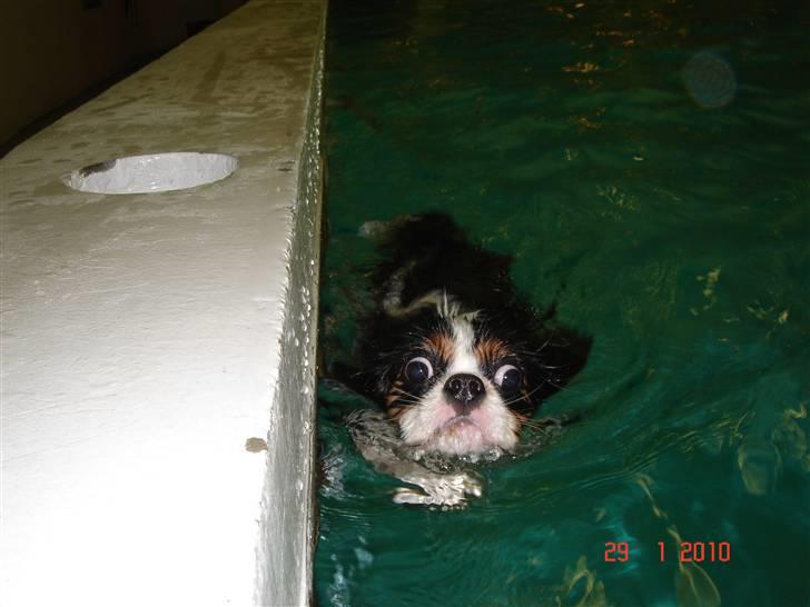 Cavalier king charles spaniel Rossi (himmelhund) - Rossi til svømning billede 14