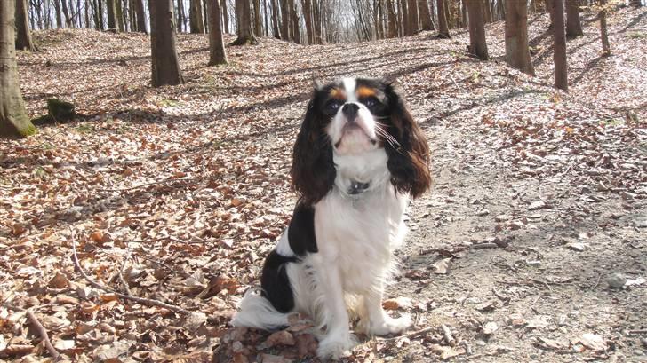 Cavalier king charles spaniel Rossi (himmelhund) - Rossi i skoven billede 15