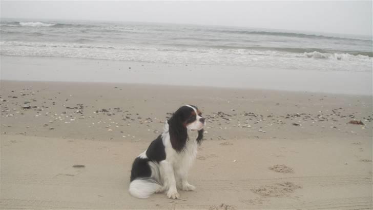Cavalier king charles spaniel Rossi (himmelhund) - Rossi på stranden billede 16