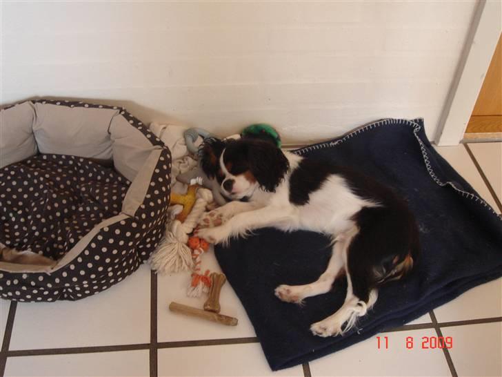 Cavalier king charles spaniel Rossi (himmelhund) - Rossi 6 måneder gammel billede 17