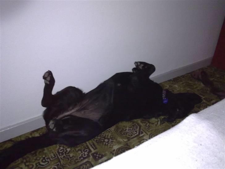 Labrador retriever Freja - freja sover meget mærkeligt ;) billede 9