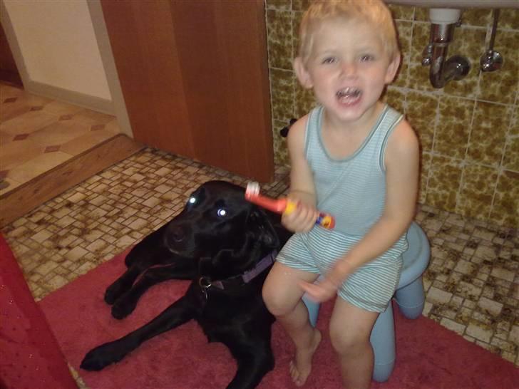 Labrador retriever Freja - lige meget hvad frederik laver så er freja lige ved hans side :) <3 billede 10