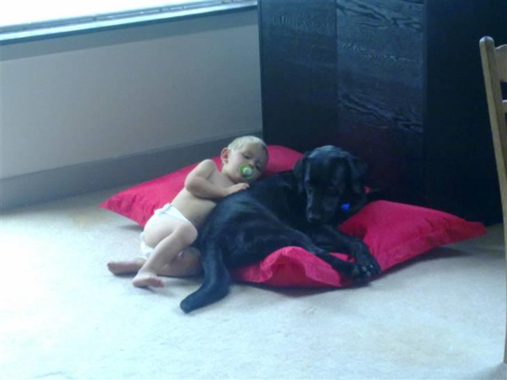 Labrador retriever Freja - putte tid :) <3 altid sammen. billede 11