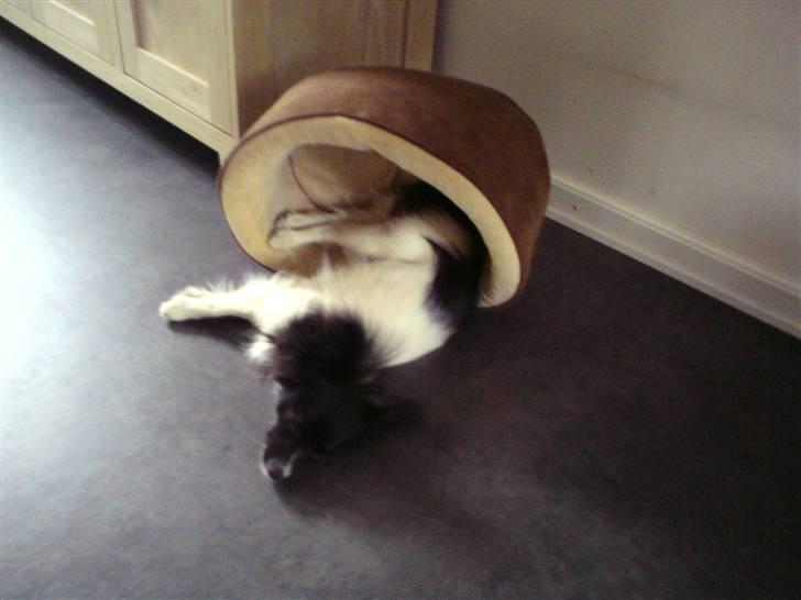 Papillon Pixie - Alternativ sovestil :-) billede 12