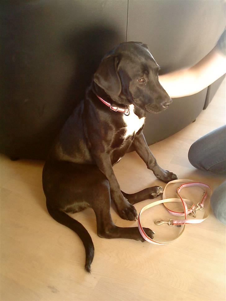 Blanding af racer Laika *R.I.P* - lige da jeg flyttede ind... lidt nervøs og tilbageholden... men det gik hurtigt over :) billede 9