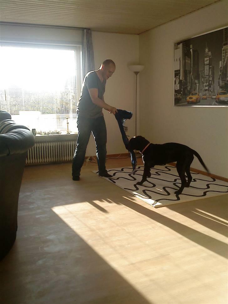 Blanding af racer Laika *R.I.P* - vi leger mig og far:) billede 10