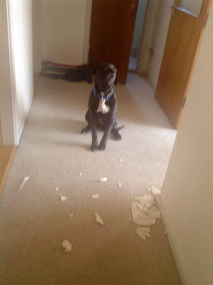 Blanding af racer Laika *R.I.P* - er nok måske kommet til at smage lidt på tapetet.... ups.. billede 11