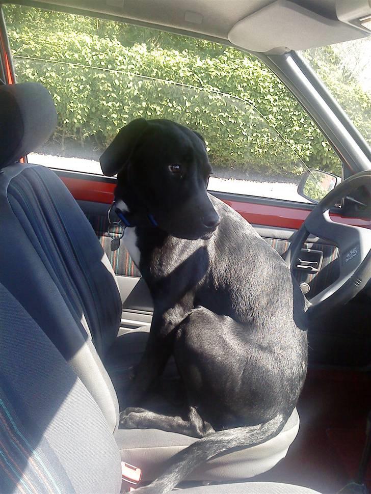 Blanding af racer Laika *R.I.P* - jeg er vild med biler !  billede 12