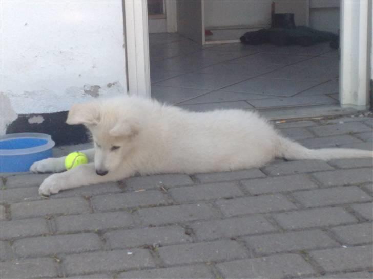 Hvid schæfer ballu billede 1