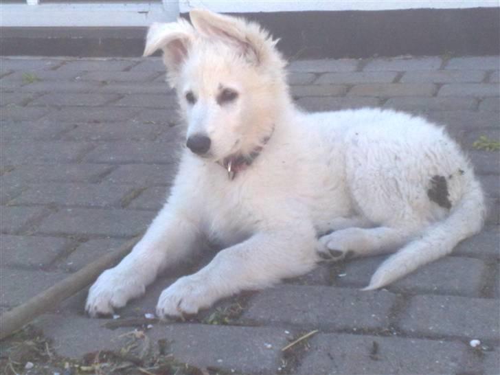 Hvid schæfer ballu billede 2