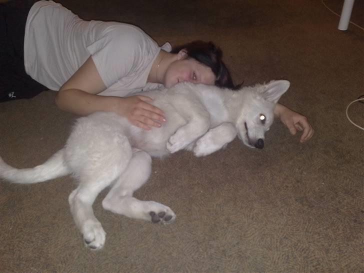 Hvid schæfer ballu billede 3