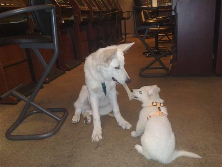 Hvid schæfer ballu billede 4