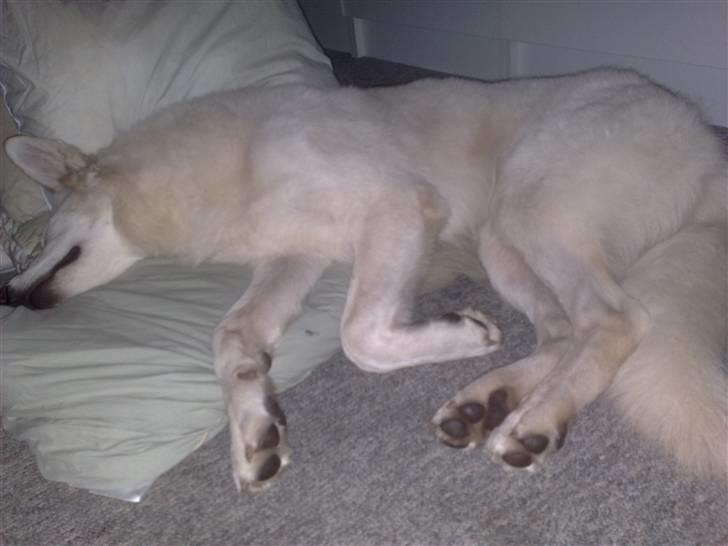 Hvid schæfer ballu billede 5