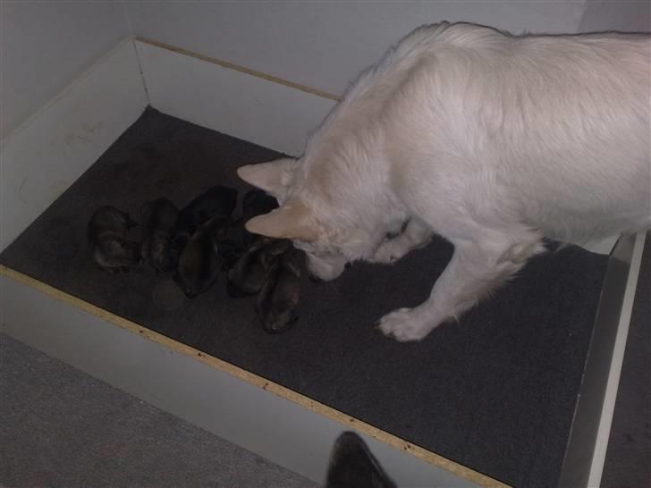 Hvid schæfer ballu billede 6