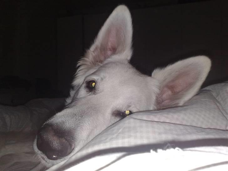 Hvid schæfer ballu billede 7