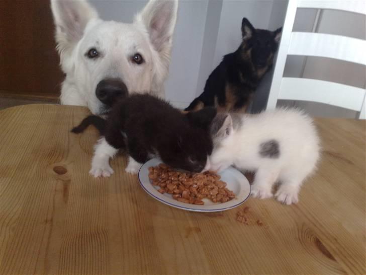 Hvid schæfer ballu billede 9