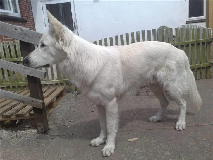 Hvid schæfer ballu billede 10