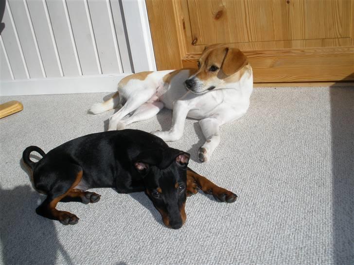 Dvaergpinscher Kaiser billede 6