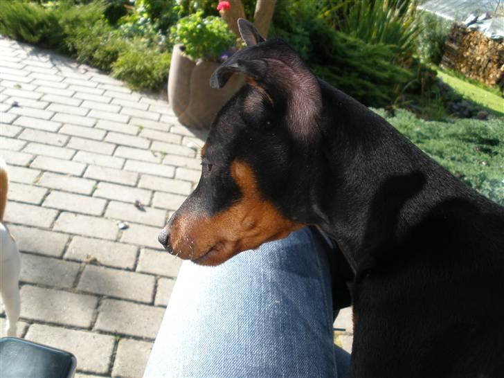 Dvaergpinscher Kaiser billede 7