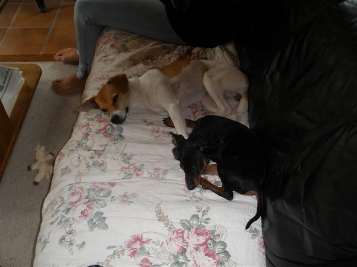 Dvaergpinscher Kaiser billede 8