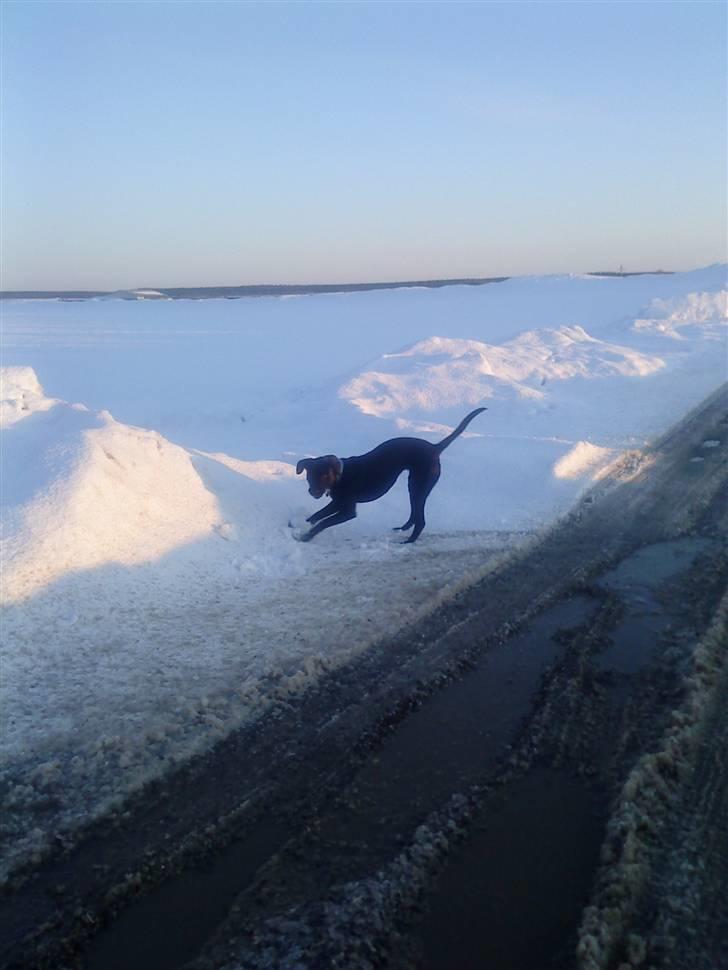 Blanding af racer Laika *R.I.P* - elsker bare at lege i sneen  ! billede 13