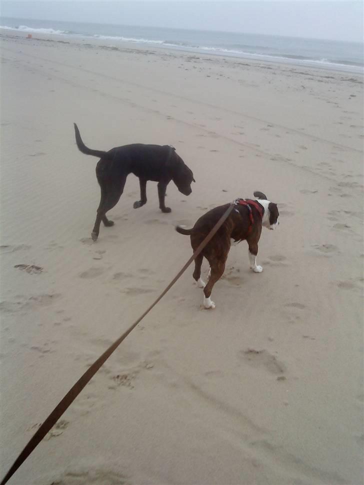 Blanding af racer Laika *R.I.P* - til samligning af højde, ses jeg her med min veninde nelly, som er amstaff. billede 14