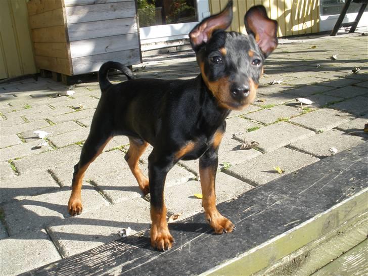 Dvaergpinscher Kaiser billede 9