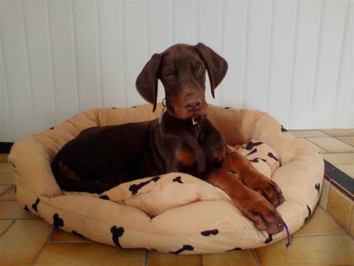 Dobermann Royal Danish A. Aligance - Holley, 15 uger gammel billede 8
