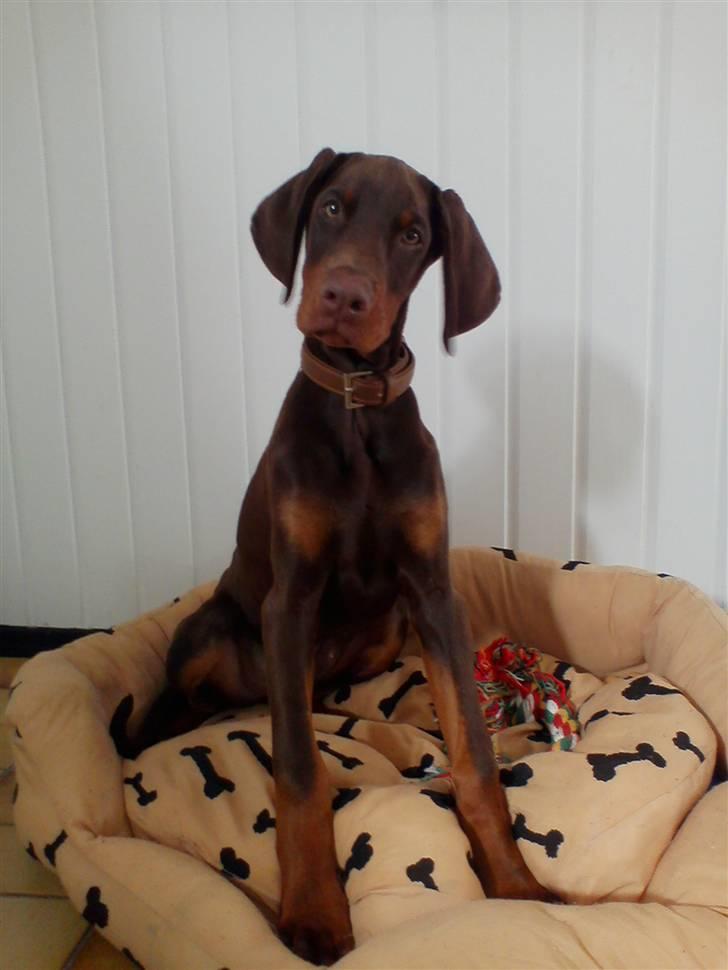 Dobermann Royal Danish A. Aligance - 15 uger billede 9