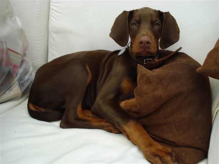 Dobermann Royal Danish A. Aligance - Holley, 11 uger billede 10